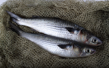 Mullet on net