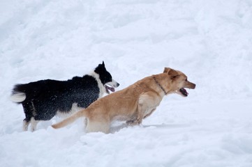 pet dog snow game