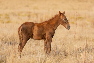 Obraz premium Beautiful Wild Horse in the Utah Desert in Autumn