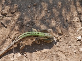 male lizard grasping the hips of the female livery with the jaws to complete copulation during mating