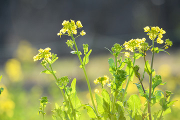 菜の花