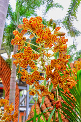 Orange Orchid