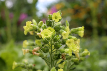 Mapacho tobacco plant flowers