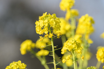 菜の花