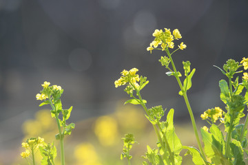 菜の花