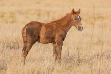 Beautiful Wild Horse in the Utah Desert in Autumn