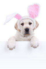 Cute Easter Labrador puppy dog wearing floppy bunny ears over sign