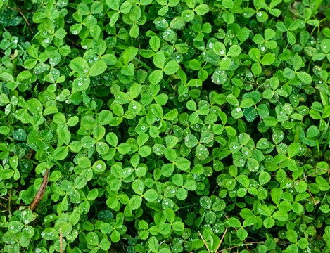 Green small leaves and water droplets on them. Close up aerial view of a patch of green clovers with wet water dew drops.