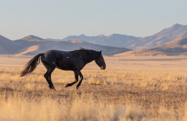 Beautiful Wild Horse in the Utah Desert in Autumn