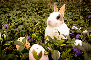 Easter rabbit and eggs in the grass.