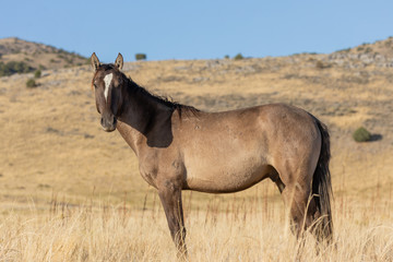 Beautiful Wild Horse in the Utah Desert in Autumn