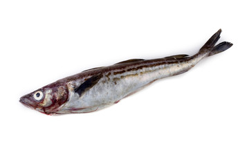 Alaska pollock