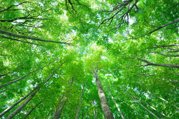 十日町の美人林　新緑のぶな林