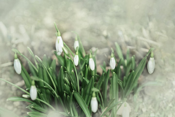 First spring snowdrops with white flowers in nature. Crocus grow in forest with copy space. Natural floral environment background. Soft selective focus.