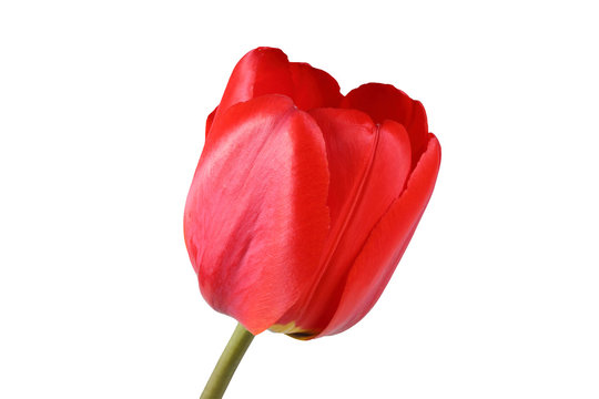 Red Tulip Isolated On White