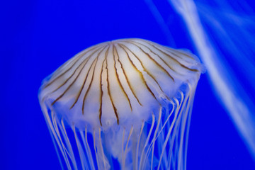 A jelly fish swimming in an aquarium