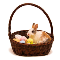 Easter rabbit sitting in the basket