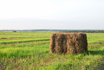 Pressed straw briquettes of harvest on a field. Harvesting dry grass for agriculture or farmer....