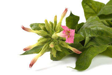 Tobacco plant with flowers