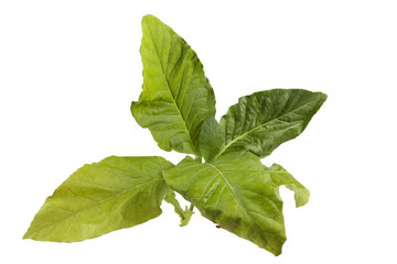 Tobacco plant on white background