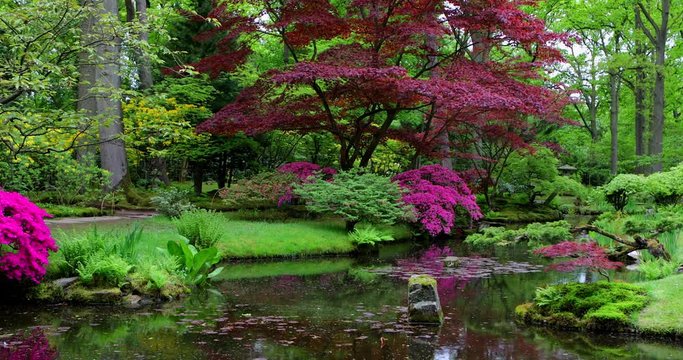 Traditional Japanese Garden in The Hague. 4K Footage 3 in 1.