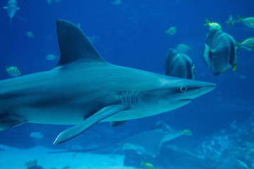 A black tip shark in an aquarium