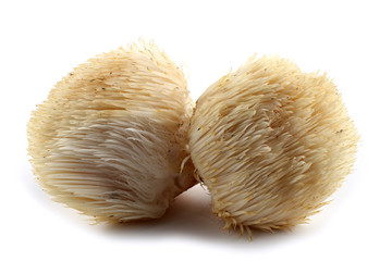 Hericium erinaceus mushroom (monkey head mushroom, bearded tooth fungus, bearded hedgehog mushroom, pom pom, lion's mane mushroom) © Alex Coan