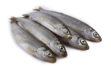 Smelt fish isolated on white. Pacific smelt variety