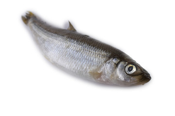 Smelt fish isolated on white. Pacific smelt variety