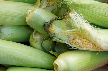 Farm fresh corn with silky torn husk and yellow kernels