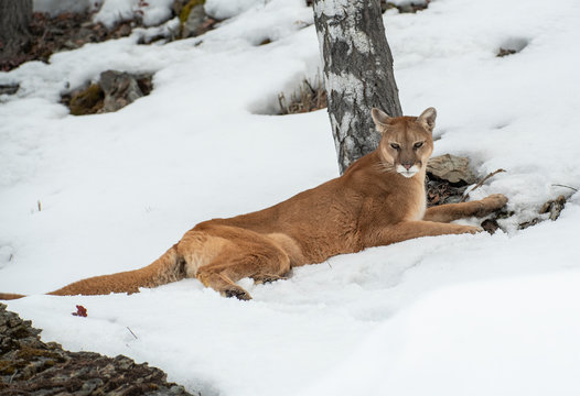 Mountain Lion In Winter Snow