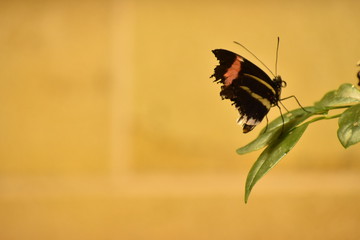 Beautiful colorful Nature Wildlife Butterflies North America region