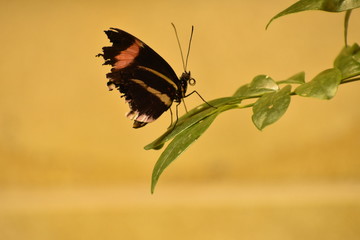 Obraz premium Beautiful colorful Nature Wildlife Butterflies North America region