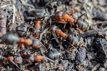 Ant hill red forest ants close-up. Red ants on forest floor