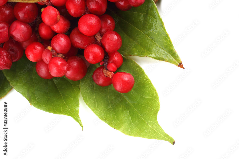 Sticker Schisandra Chinensis isolated on white