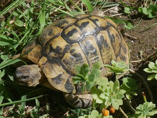 turtle moving among the plants of a garden