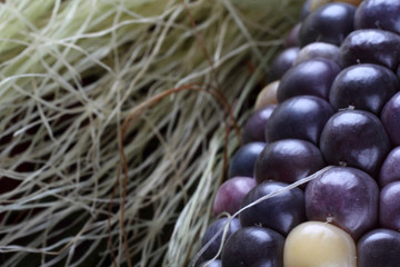 Colorful corn background