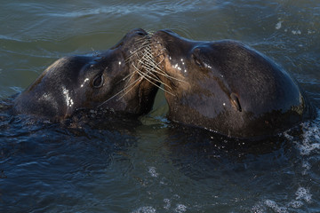 Steller Sea Lions swimming nose to nose