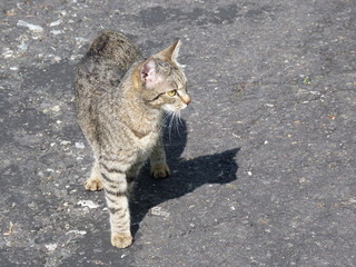 Obraz premium Stray brown tabby cat with shadow silhouette on grey background