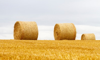 Big round bales of straw in a field after harvest by cloudy day © Elenarts