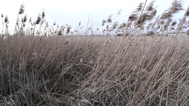 Schilf weht leicht im Wind