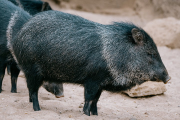 Halsbandpekari in einem Gehege