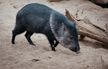 Halsbandpekari in einem Gehege