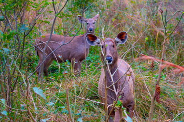 sambar deer