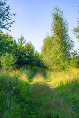 Grassy, abandoned automobile road in a field overgrown with trees. Summer, nice weather.