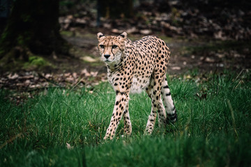 Einzelner Gepard in einem Zoo