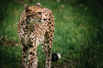 Einzelner Gepard in einem Zoo © Michael