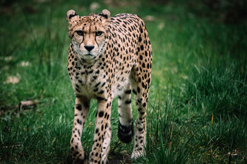 Einzelner Gepard in einem Zoo © Michael