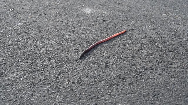 Regenwurm kriecht über Asphalt einer Straße
