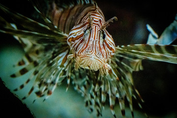 Fototapeta na wymiar Portrait eines Feuerfisches in einem Aquarium